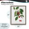 Stupell Industries Latin Study of Cherry Plant Floating Frame, design by Lettered and Lined